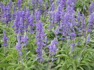 Salvia Divinorum