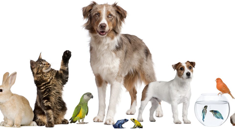 Pet Stores and the Law - Online Paralegal Programs