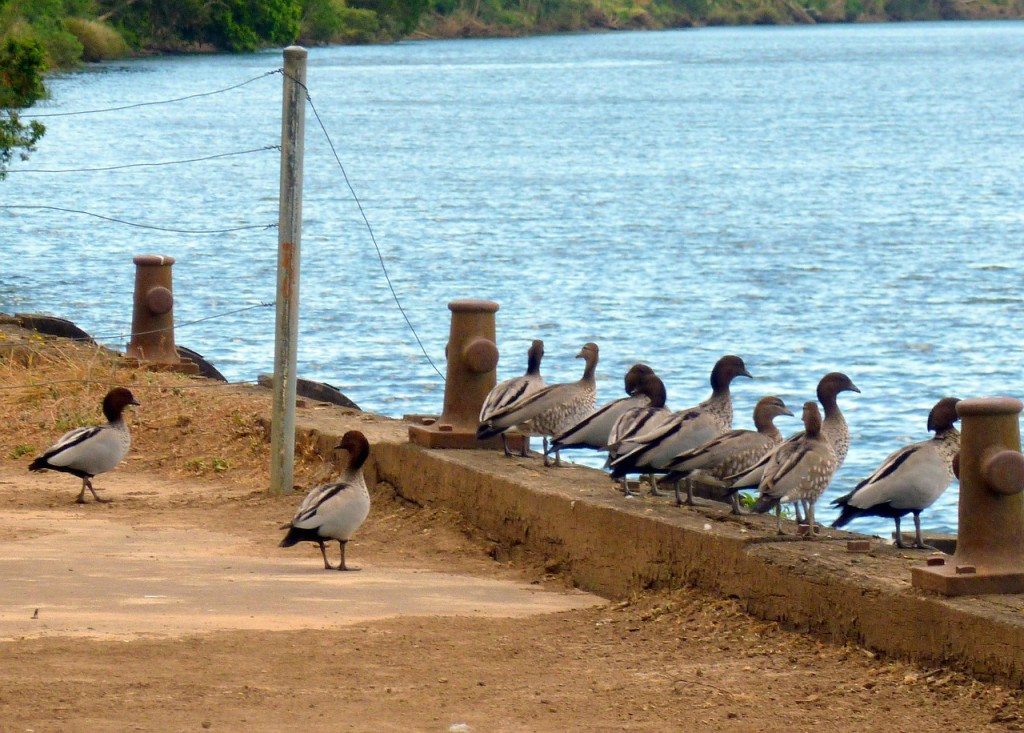 Ducks in a row